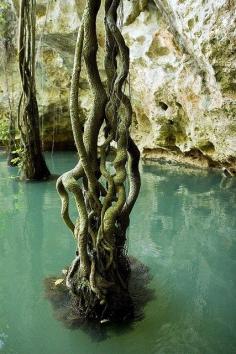 
                    
                        Barton Creek Cave in Belize
                    
                