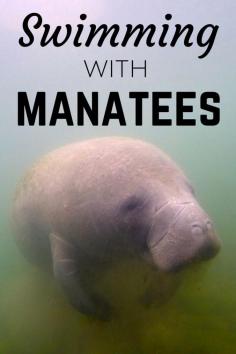 
                    
                        Swimming/snorkeling with local manatees in Crystal River, Florida
                    
                
