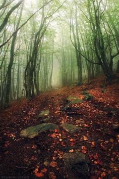 
                    
                        Winter Forest, France | See More Pictures
                    
                