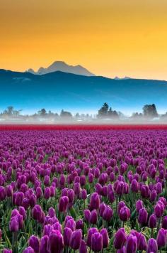 
                    
                        Skagit Valley tulips and Mount Baker, Washington, USA
                    
                
