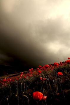 
                    
                        Storm on Poppy Field Flowers Garden Love
                    
                