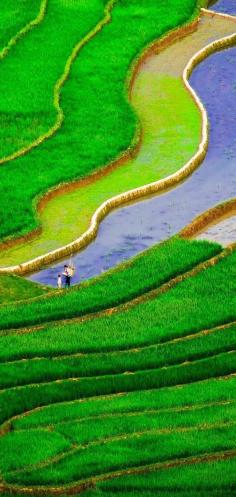 
                    
                        Rice fields on terraced of Mu Cang Chai, YenBai, Vietnam
                    
                