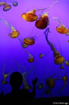 
                    
                        Jellies: Living Art Exhibit, Monterey Bay Aquarium
                    
                