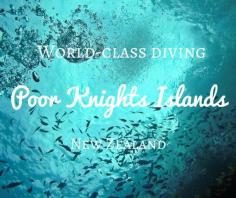 
                    
                        New Zealand's best dive site is the Poor Knights Islands in Northland. It's full of all sorts of marine life and is nothing short of spectacular!
                    
                