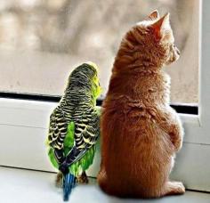 
                    
                        Waiting Together #cats, #parrots, #pets, facebook.com/...
                    
                