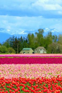 
                    
                        Tulip fields at the Skagit Valley Tulip Festival in Washington state
                    
                