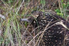 
                    
                        Is the Echidna edible? Australia is blessed with an abundant array of unique animals, especially cute ones. But what may surprise you is that some of them are perfectly edible. Find out what beautiful creatures make it onto the dinner plate around Australia. #Australia #food #cute #animals #yummy
                    
                