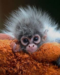 
                    
                        Baby Monkey - so cute!
                    
                