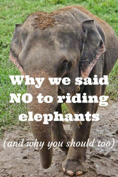 
                    
                        Thinking of riding an elephant in Southeast Asia? This article might make you think twice...
                    
                