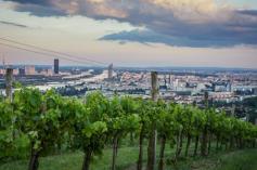 
                    
                        Wine Lover's Guide to Austria | Fodor's
                    
                