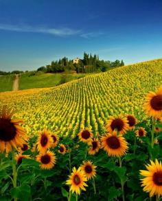 
                    
                        Sunflower Fields, Tuscany – Italy
                    
                