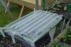 
                    
                        Mail order packaging recycled as seed tray propagator lid - allows for air flow and costs nothing!
                    
                