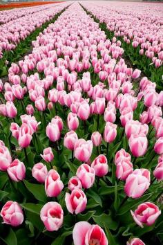 
                    
                        Tulip field, Hillegom, Netherlands
                    
                