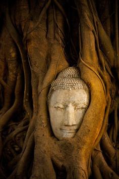 
                    
                        Ancient Buddha - Ayutthaya, Thailand
                    
                