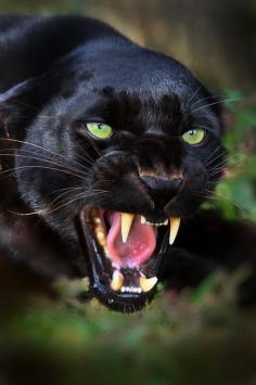 
                    
                        Black Panther- Fierce
                    
                