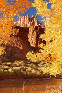 
                    
                        Fall foliage boldly frames "The Castle" as it rises above Sulpher Creek, Capitol Reef National Park, Utah -- by Ron Niebrugge
                    
                