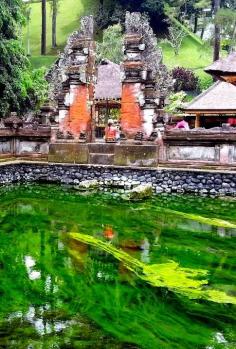 
                    
                        Vibrant green algae seen outside the Holy Water Temple in Bali, Indonesia
                    
                