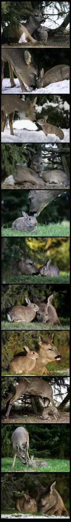 
                    
                        Bambi and Thumper
                    
                