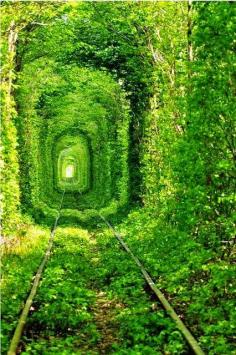 
                    
                        Train Tree Tunnel, Urkraine
                    
                