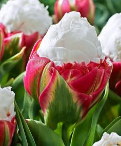 
                    
                        Tulip 'Ice Cream' - Bulb  Tulipa    New! This magnificent tulip definitely lives up to its name, as when in bloom it looks just like a delicious ice-cream - it looks almost good enough to eat. The outer deep-pink petals open to reveal the inner soft-white petals that are formed closely together. The large peony shaped flowers are also attractive as cut flowers.
                    
                