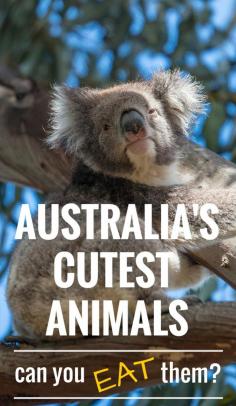 
                    
                        Is the Koala edible? Australia is blessed with an abundant array of unique animals, especially cute ones. But what may surprise you is that some of them are perfectly edible. Find out what beautiful creatures make it onto the dinner plate around Australia. #Australia #food #cute #animals #yummy #travel
                    
                