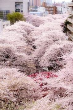 
                    
                        Cherry tree in full bloom, Nakameguro, Tokyo, Japan
                    
                