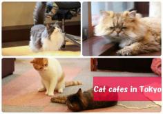 
                    
                        listing of cat cafes in Tokyo!
                    
                