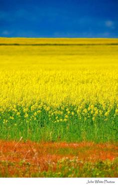 
                    
                        Canola crops. Eyre Peninsula. South Australia.  John White
                    
                