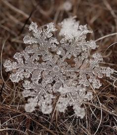 
                    
                        ♕ beautiful photos of real snowflakes captured using macro lens by Russian photographer Andrey Osokin
                    
                