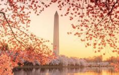 
                    
                        The Washington Memorial during the Cherry Blossom Festival of Washington, DC © F11photo | Dreamstime
                    
                