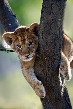 
                    
                        African Lion Cub climbing a tree - Serengeti National Park, Tanzania | by: Nick Garbutt  (via earthandanimals)
                    
                