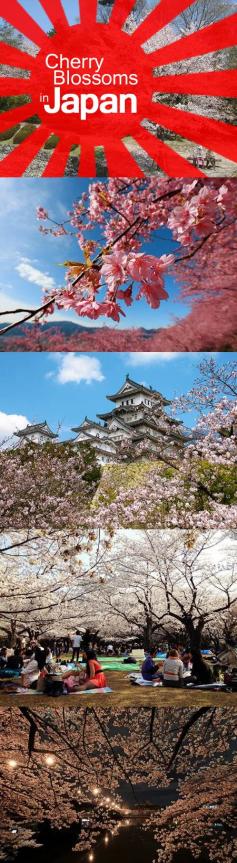 
                    
                        Follow these tips on when and where to see cherry blossoms (called sakura in Japanese) during their peak season. #Travel #Japan #TravelTips
                    
                