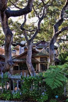 
                    
                        Great Oak Trees | Carmel
                    
                