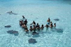 
                    
                        Stingray City, Grand Cayman, Cayman Islands.  I swam with the stingrays!
                    
                