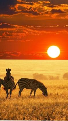 
                    
                        Africa #Safari ........Zebras
                    
                