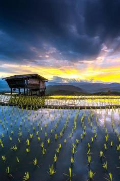 
                    
                        Sunrise over Mae Jam rice terraces, Thailand
                    
                