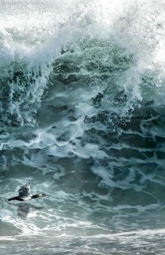 
                    
                        ~~The Bird and the Sea | this is not a small bird, but a huge wave, near the Cape of Good Hope, Atlantic Coast, South Africa by Andreas Feldtkeller~~
                    
                