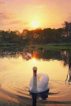 
                    
                        Colorful sunset and Swan
                    
                