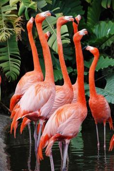 
                    
                        pink flamingos
                    
                