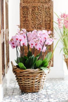 
                    
                        How to Keep an Orchid Alive
                    
                