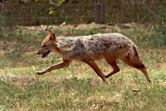 
                    
                        Wolves, once abundant on the great Hungarian Plain, are bred at the Hortobagy National Park Wildlife Center
                    
                