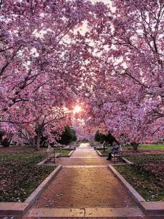 
                    
                        I have actually been here in Washington DC at Cherry Blossom time & it is so incredibly beautiful
                    
                
