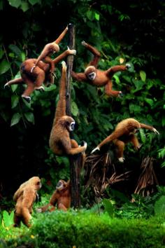 
                    
                        Funny Monkeys Wildlife. Jungle life is good.
                    
                