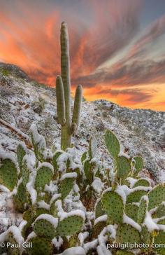 
                    
                        saguaro and prickly pear cactus covered in snow, Apache Trail, Superstition Wilderness Area, Arizona
                    
                