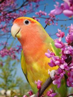 
                    
                        The kind of bird I'd like to have,these little guys are soo cute! ♥ lovebird
                    
                