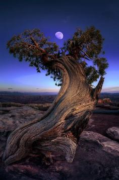 
                    
                        Nature Reach Beautiful, ancient old one...this tree has seen many full moons.
                    
                