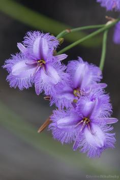 
                    
                        ˚Fringe Lilly, Asparagaceae Thysanotus sp. Cape Arid National Park, Western Australia
                    
                