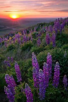 
                    
                        djferreira224:  Palouse by Jesse Estes on Flickr. Sunset in Lupine - Palouse, Oregon
                    
                