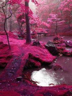 
                    
                        The garden of Saiho Ji in Kyoto, Japan. That is just plain gorgeous. I think my eyeballs would get tired just from gawking.
                    
                