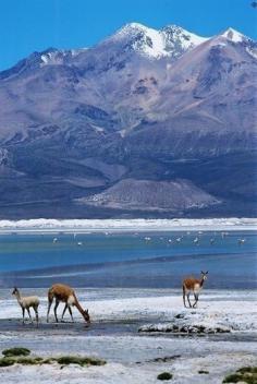 
                    
                        Lauca National Park, Chile
                    
                